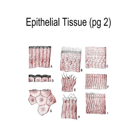 Epithelial tissue