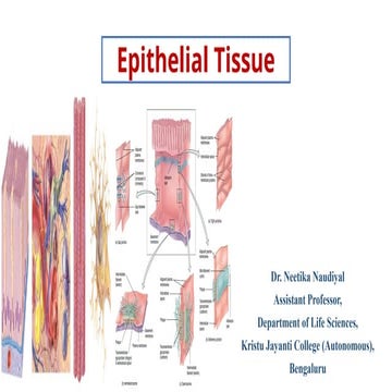 Epithelial tissue and their classification