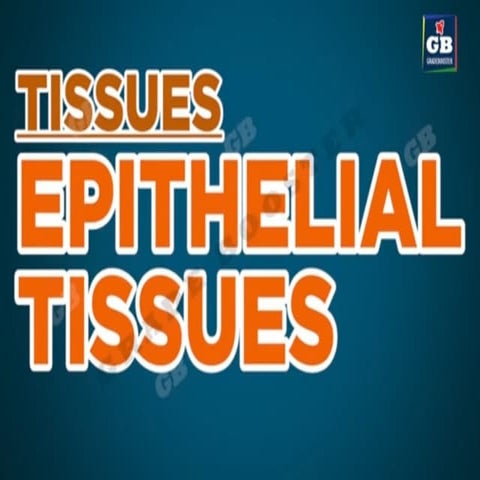 epithelial tissue types 9th tissue .pptx