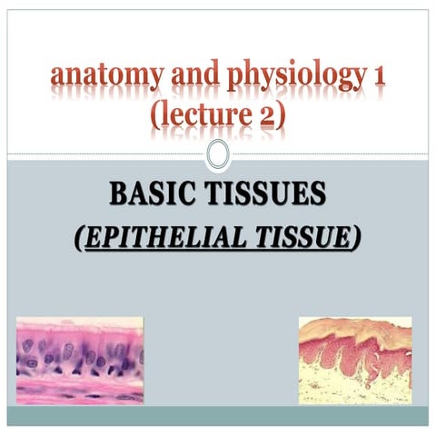 epithelia Tissues.pptx