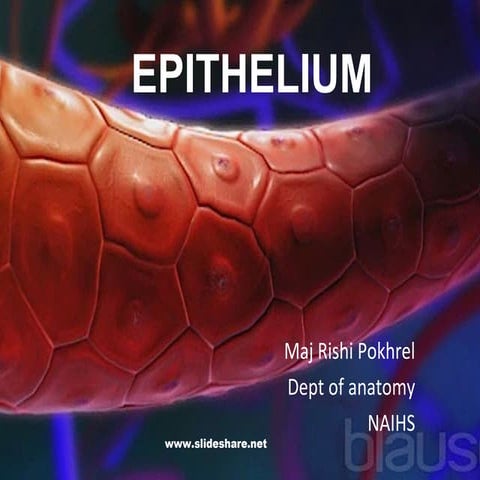Epithelium