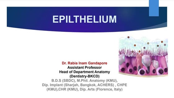 Microscopic study of epithelial and connective tissue(BP107).pptx