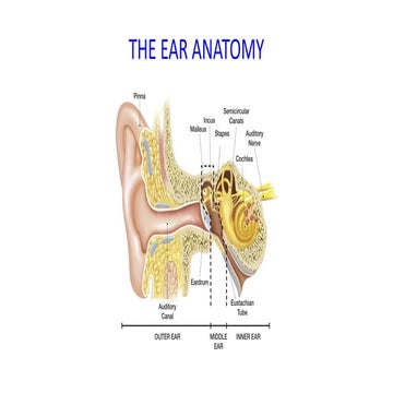 EPS 105.pdf(sign language and aspects of