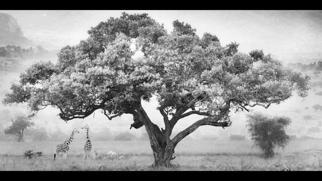 Epson International Pano Awards 201...