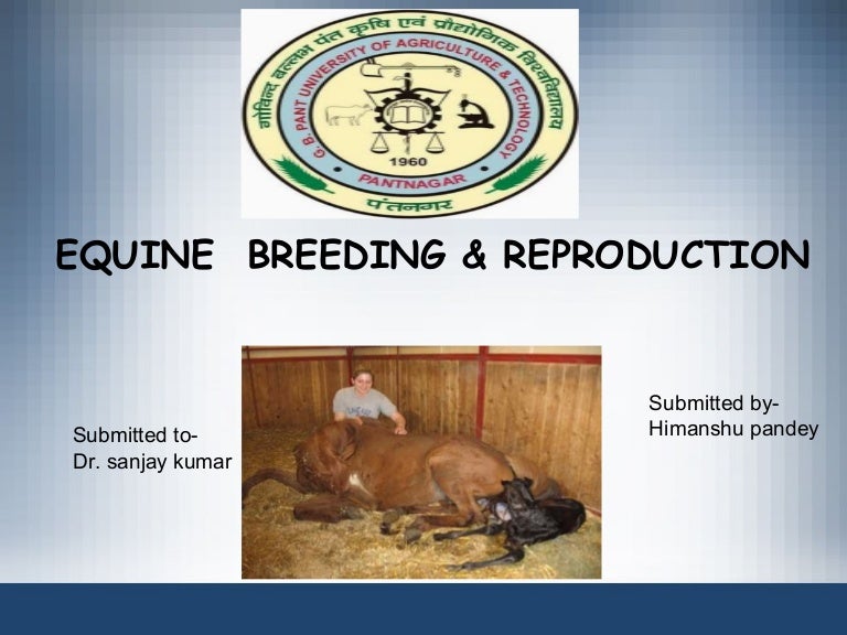 Equine breeding & reproduction