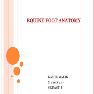 various affection of equine hoof