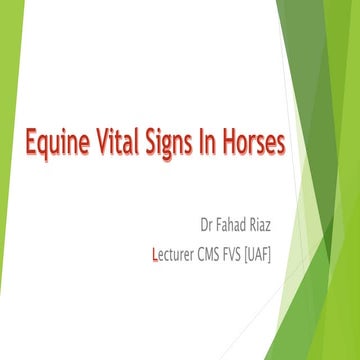 Equine vitaL signs
