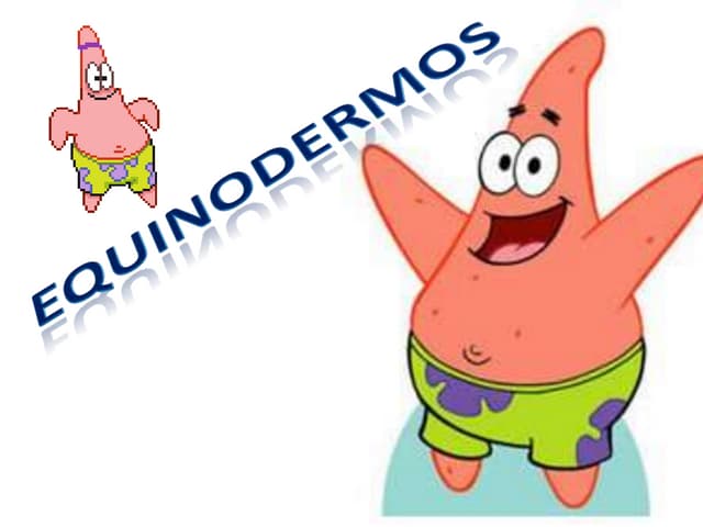 Equinodermos