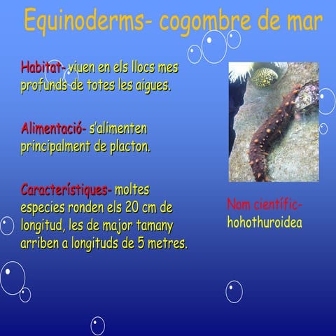 Equinoderms cogombre de mar