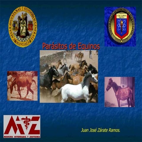 Equinos2008