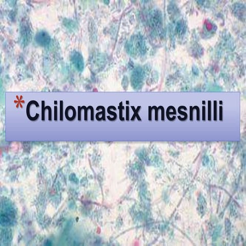 Chilomastix mesnili