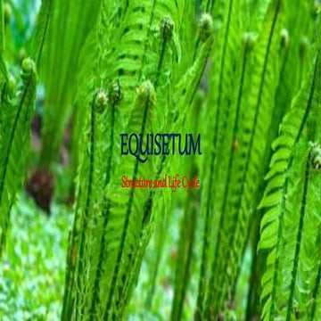 "Equisetum" Structural development Reproduction 