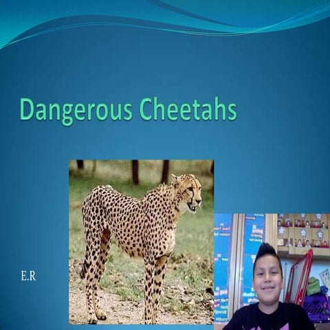 Cheetahs