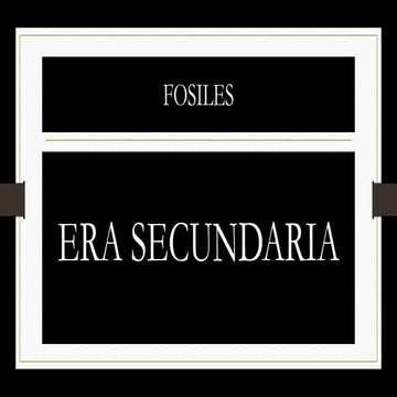 Fósiles Era Secundaria Turritella