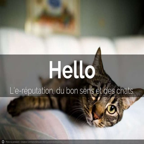 E-réputation, du bon sens et des chats.