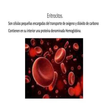 Eritrocitos las celulas transportadora de exiegeno