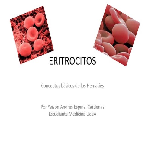 Eritrocitos yeison andres espinal cardenas