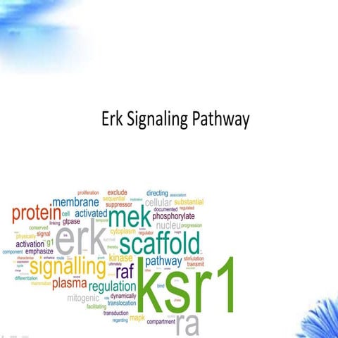 Erk signaling pathway-creative diagnostics