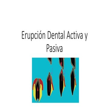 Erupción dental activa y pasiva