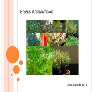 Ervas aromáticas