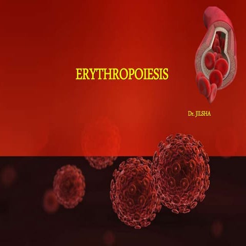 Erythropoiesis