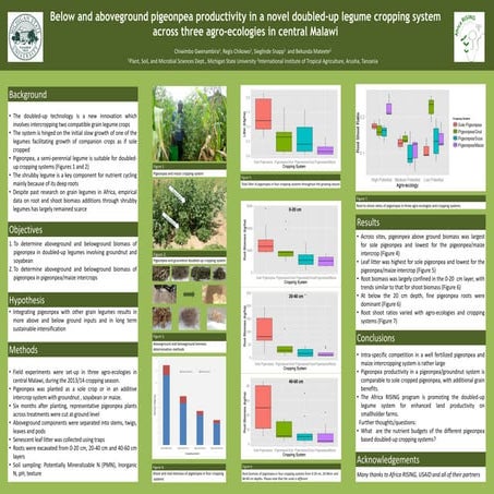 Below and aboveground pigeonpea productivity in a novel doubled-up legume cro...
