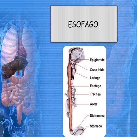 Esofago