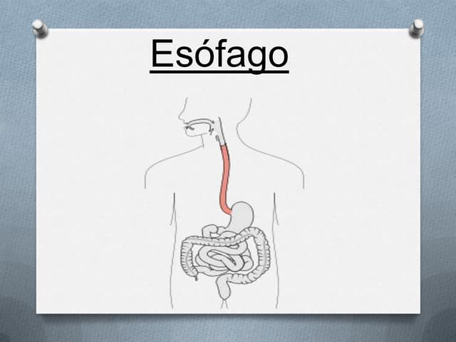 Esofago