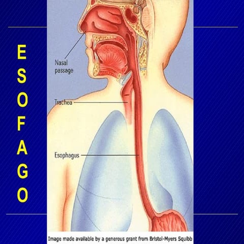 Esofago Generalità | PPT