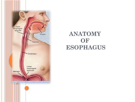 Anatomy of esophagus | PPT