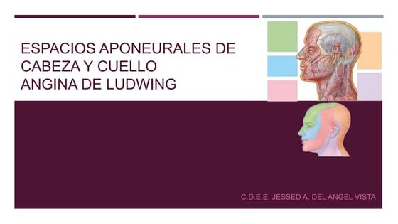 Espacios aponeuróticos | PPT
