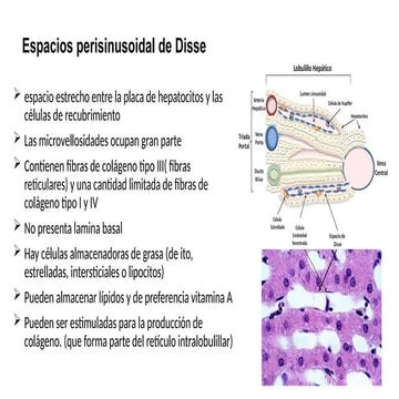 ESTRUCTURA DE LOS ESPERMATOZOIDES .pptx