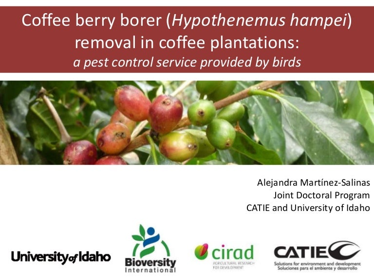 Coffee Berry Borer Hypothenemus Hampei Removal In Coffee Plantation
