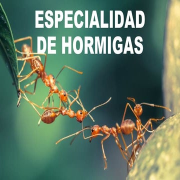 especialidad-de-hormigas_compress.pdf