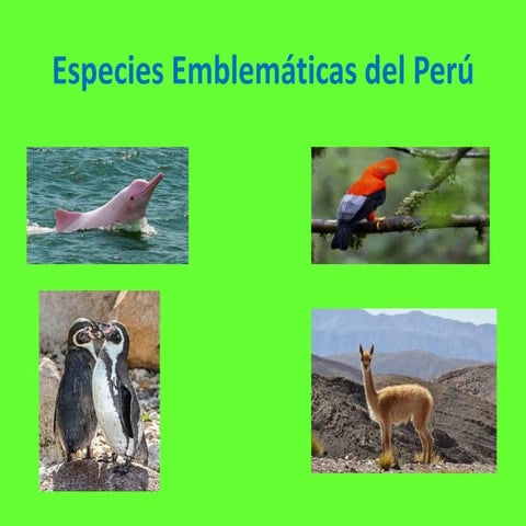 Especies emblemáticas leo