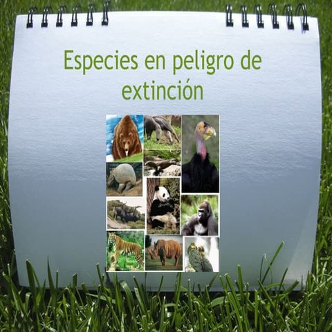 Especies en peligro_de_extincion-1
