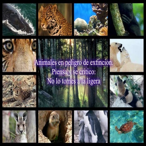 Especies en peligro de extincion