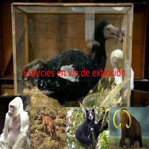 Especies en via de  extincion