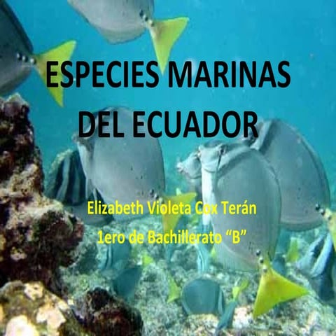 Especies marinas del ecuador. | PPT