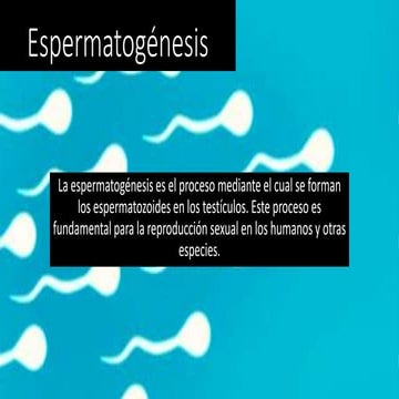 Espermatogénesis Fases
