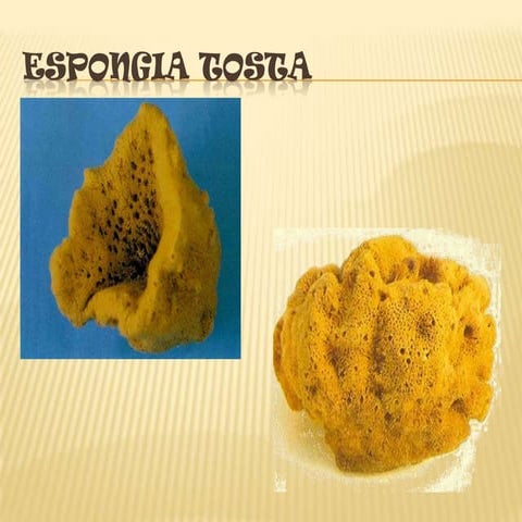 Espongia tosta