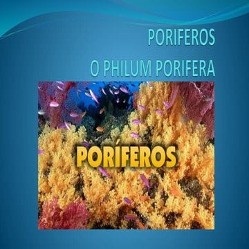 Poríferos por Adriana Chulca