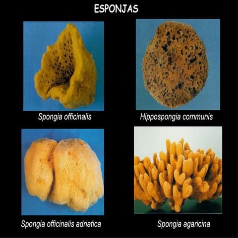 Esponjas Y Cniarios