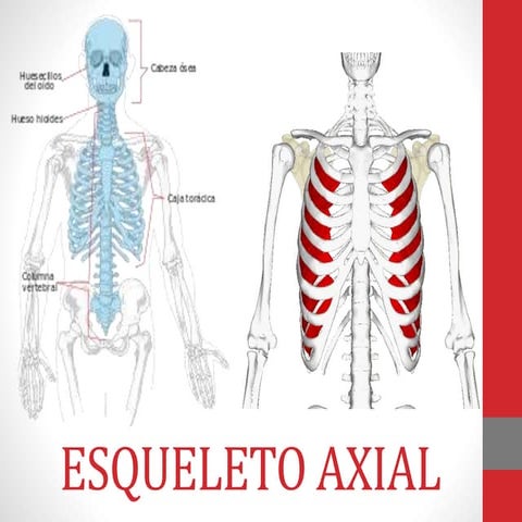 Planos y ejes del cuerpo humano | PPT