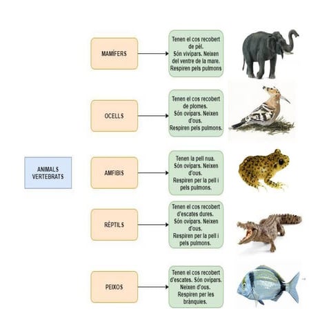Esquema Animals Vertebrats