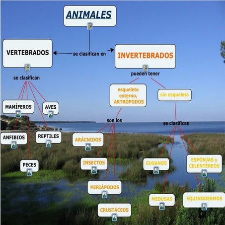 Esquema de la clasificación de los animales 