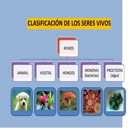 Clasificación de los seres vivos