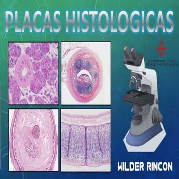 Esquemas histologicos 1ª parte