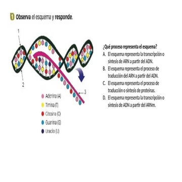 esquema transcripcion traduccion de biologia | PPTX