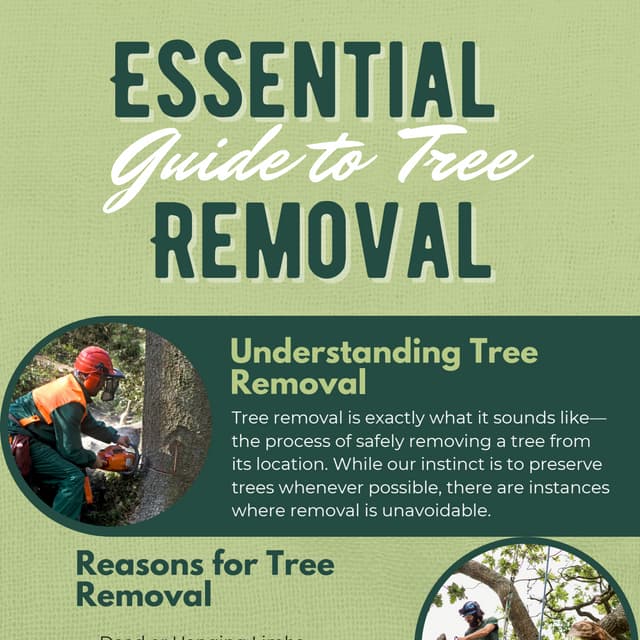 Essential Guide to Tree Removal: What Every Homeowner Should Know